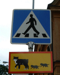 Cat crossing