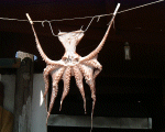 Calamari anyone?