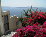 Flowered walkway